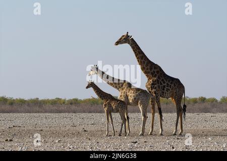 Angolanische Giraffen (Giraffa camelopardalis angolensis), erwachsenes Männchen mit jungen Weibchen und Fohlen, auf aridem Boden, wachsam, Etosha National Park, Namibia Stockfoto