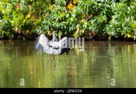 Britischer Graureiher im Flug bei Hiltingbury Lakes, Hampshire, Großbritannien Stockfoto