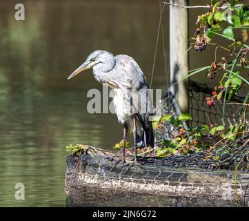 Britischer Graureiher, der am Ufer von Hiltingbury Lakes, Hampshire, Großbritannien, liegt Stockfoto