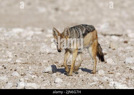 Schwarzrückenschakal (Canis mesomelas), Erwachsene, die auf aridem Boden wandern, Etosha National Park, Namibia, Afrika Stockfoto