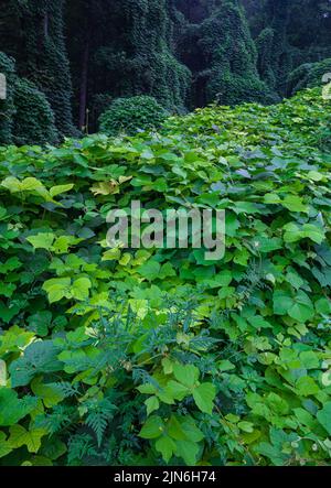 Kudzu im Südosten der USA Stockfoto