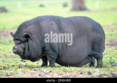 Eine selektive Fokusaufnahme eines vietnamesischen Topfbauchschweins auf dem Feld Stockfoto