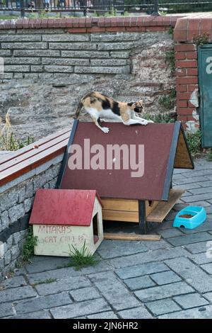 Istanbul, Türkei: Katzencafe für streunende Katzen Stockfoto