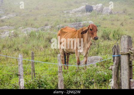 Kühe und brasilianische Ochse Stockfoto