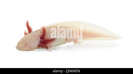 Seitenansicht des weißen Axolotl aka Ambystoma mexicanum, das auf der Oberfläche unter Wasser liegt. Isoliert auf weißem Hintergrund. Stockfoto