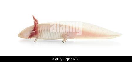 Seitenansicht des weißen Axolotl aka Ambystoma mexicanum, das auf der Oberfläche unter Wasser liegt. Isoliert auf weißem Hintergrund. Stockfoto