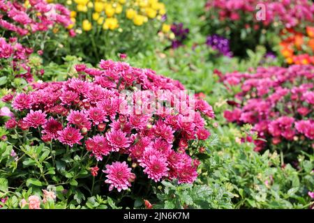 Lila und gelbe Chrysantheme blühen in einem Garten. Landschaftsdesign, floraler Hintergrund Stockfoto