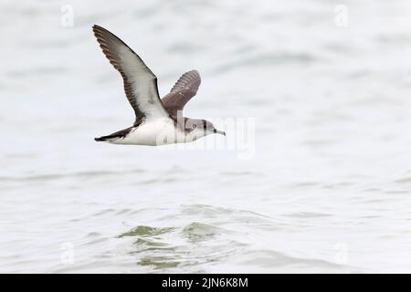 Manx Shearwater (Puffinus puffinus) im Flug am Boston Revere Beach. Stockfoto