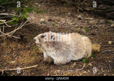 Olympic Marmot auf Hurrian Ridge im Olympic National Park. Stockfoto