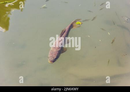 Karpfen in einem brasilianischen Teich Stockfoto