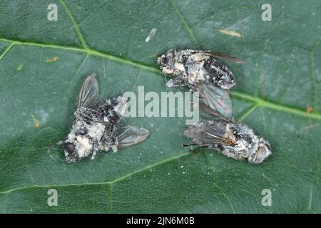 Fliegen, die durch den entomopathogenen Pilz Beauveria bassiana getötet wurden. Infizierte Insekten sind mit einem weißen Schimmel bedeckt. Stockfoto