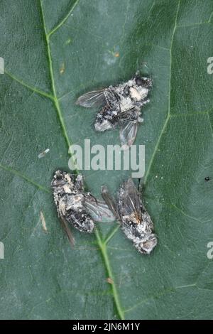 Fliegen, die durch den entomopathogenen Pilz Beauveria bassiana getötet wurden. Infizierte Insekten sind mit einem weißen Schimmel bedeckt. Stockfoto