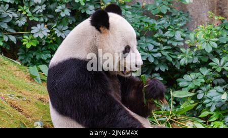 Ein riesiger Pandabär, der im Zoo grüne Blätter isst Stockfoto