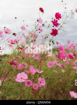 Wildblumenfeld von Pink Cosmos blüht auf einer Farm mit einheimischen Gräsern und einem bewölkten Himmel in Charlottesville, Virginia, USA Stockfoto