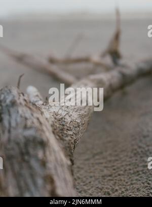 Driftwood-Zweig, der im Sand an der Küste von North Carolina, USA, liegt Stockfoto