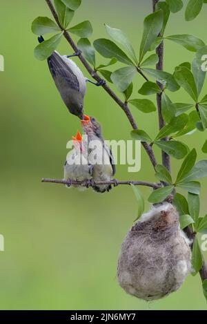 Weibliche scharlachköpfige Blütenpecker bringen ihren Küken Nahrung Stockfoto