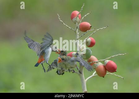 Weibliche scharlachköpfige Blütenpecker bringen ihren Küken Nahrung Stockfoto