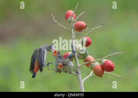 Weibliche scharlachköpfige Blütenpecker bringen ihren Küken Nahrung Stockfoto