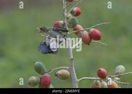 Weibliche scharlachköpfige Blütenpecker bringen ihren Küken Nahrung Stockfoto