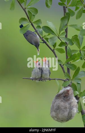 Weibliche scharlachköpfige Blütenpecker bringen ihren Küken Nahrung Stockfoto