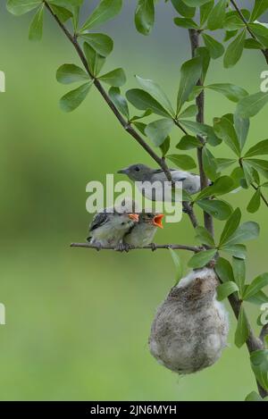 Weibliche scharlachköpfige Blütenpecker bringen ihren Küken Nahrung Stockfoto