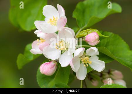 Europäischer Krebsapfel (Malus sylvestris) blüht im Frühjahr in den Quantock Hills, Somerset, England. Stockfoto