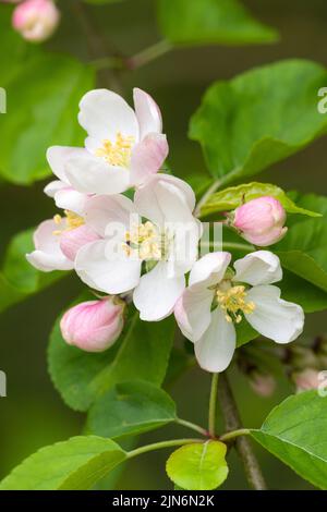 Europäischer Krebsapfel (Malus sylvestris) blüht im Frühjahr in den Quantock Hills, Somerset, England. Stockfoto