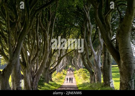 Armoy, Großbritannien - 7. Juli 2022: Touristen besuchen die berühmten The Dark Hedges in Nordirland Stockfoto