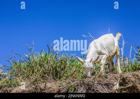 Ziege fressende Gras Stockfoto