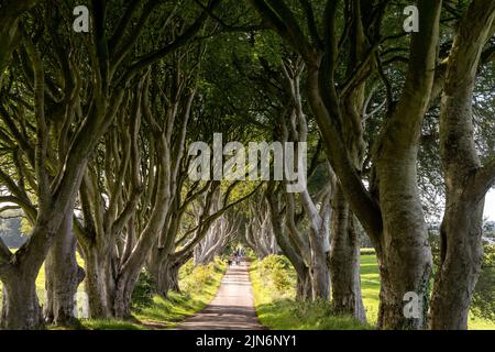 Armoy, Großbritannien - 7. Juli 2022: Touristen besuchen die berühmten The Dark Hedges in Nordirland Stockfoto