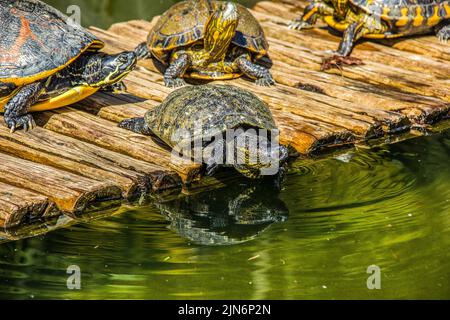Brasilianische Schildkröte im Freien Stockfoto