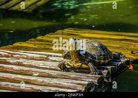 Brasilianische Schildkröte im Freien Stockfoto