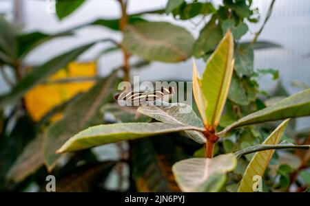 Nahaufnahme eines langflügeligen Schmetterlings von Zebra (Heliconius charthonia) Stockfoto