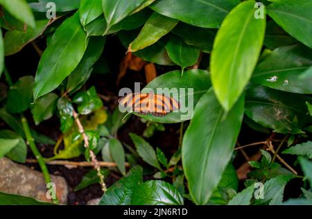 Nahaufnahme des Schmetterlings des orangen Tigers (Drydula phaetusa) Stockfoto