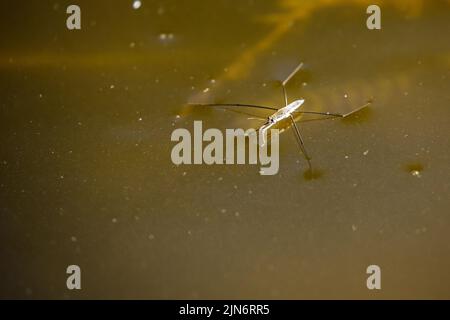 Ein gewöhnlicher Wasseraufschneider auf einem Teich Stockfoto