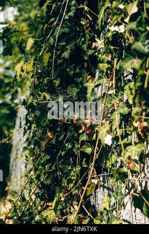 Schöne und detailreiche Porträts im Außenbereich. Stockfoto