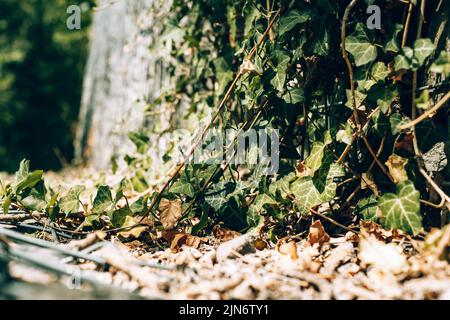 Schöne und detailreiche Porträts im Außenbereich. Stockfoto