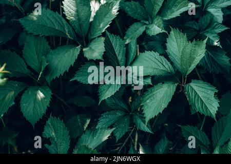 Schöne und detailreiche Porträts im Außenbereich. Stockfoto