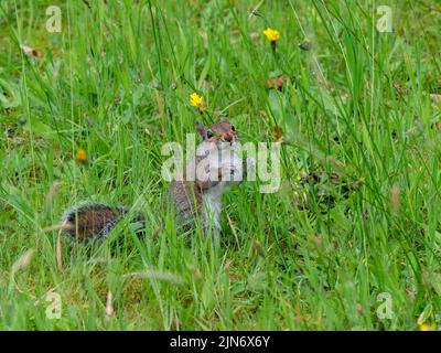 Grauhörnchen Sciurus carolinensis im Sommer grasen auf Gras und Blumen Stockfoto