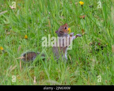Grauhörnchen Sciurus carolinensis im Sommer grasen auf Gras und Blumen Stockfoto