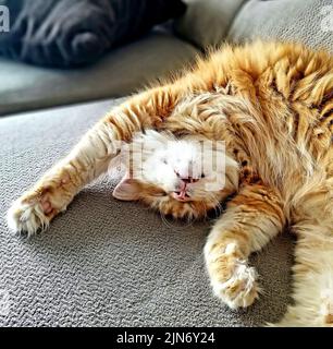 Eine Nahaufnahme einer Ingwerkatze, die auf einer Couch in einem Haus liegt Stockfoto