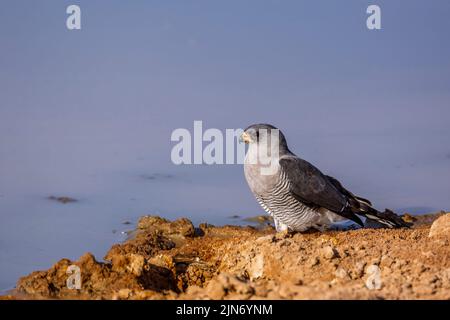 Blasse Gesänge-Goshawk, die am Wasserloch im Kgalagadi Transfrontier Park, Südafrika, stehen; Art Melierax canorus Familie von Accipitridae Stockfoto