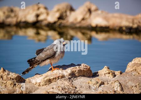 Blasse Gesänge-Goshawk, die am Wasserloch im Kgalagadi Transfrontier Park, Südafrika, stehen; Art Melierax canorus Familie von Accipitridae Stockfoto