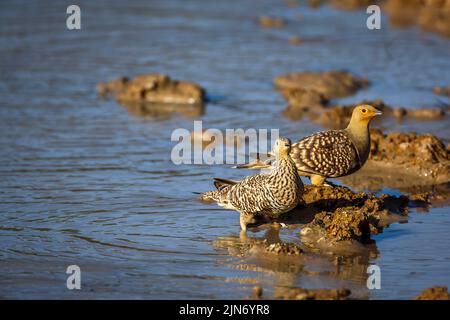 Ein paar Namaqua-Sandhuhn, die am Wasserloch im Kgalagadi Transfrontier Park, Südafrika, tranken; Artus Pterocles namaqua Familie von Pteroclidae Stockfoto