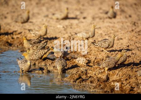 Namaqua-Sandhuhn trinkt am Wasserloch im Kgalagadi Transfrontier Park, Südafrika; Artus Pterocles namaqua Familie der Pteroclidae Stockfoto