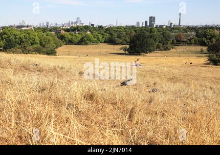 London, 9. 2022. August. Nach einer der trockensten Julys seit Jahrzehnten sieht Primrose Hill im Norden Londons mehr wie ein Heufeld aus. Das Met Office hat eine bernsteinfarbene Wetterwarnung ausgegeben, da die Temperaturen wieder auf 40 Grad ansteigen. Kredit : Monica Wells/Alamy Live Nachrichten Stockfoto