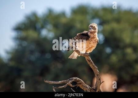 Schwarzkälge Schlangenadler juvenile stehend auf einem Zweig in Kgalagadi transfrontier Park, Südafrika; specie Circaetus pectoralis Familie von Accipitr Stockfoto