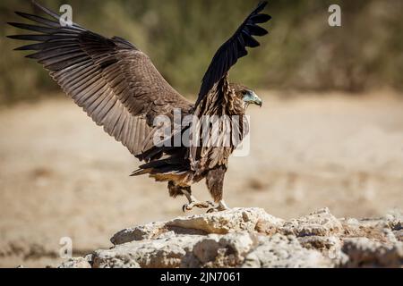 Bateleur Eagle Juvenile Landung mit ausgebreiteten Flügeln im Kgalagadi Transfrontier Park, Südafrika; specie Terathopius ecaudatus Familie von Accipitridae Stockfoto