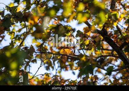 Buggingen, Deutschland. 09. August 2022. Im Sonnenlicht hängen braune und gelbe Blätter an einem Baum. Quelle: Philipp von Ditfurth/dpa/Alamy Live News Stockfoto