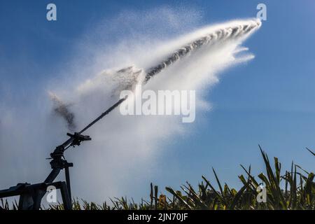 Buggingen, Deutschland. 09. August 2022. Eine Feldsprinkleranlage sprüht Wasser aus einer Düse auf ein Maisfeld. Die anhaltende Trockenheit macht für viele Landwirte eine Bewässerung notwendig. Quelle: Philipp von Ditfurth/dpa/Alamy Live News Stockfoto